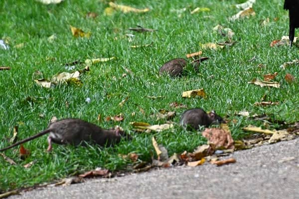David Atkinson's photos of rats in Jephson Gardens.