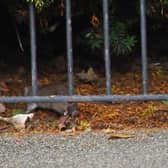 David Atkinson's photos of rats in Jephson Gardens.