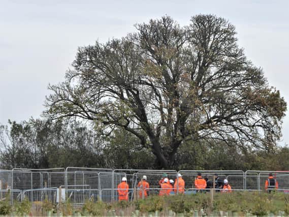 HS2 workmen stood by the ancient wild pear tree in South Cubbington Wood. Photo by Frances Wilmot.