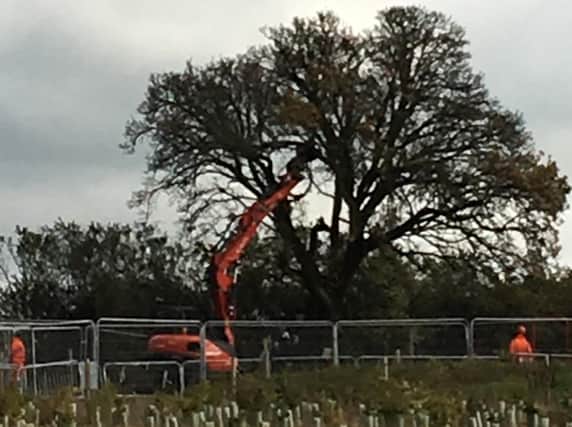 A construction vehicle for HS2 has moved in on the beloved ancient pear tree in South Cubbington Wood today. Photo by Kerry O'Grady.