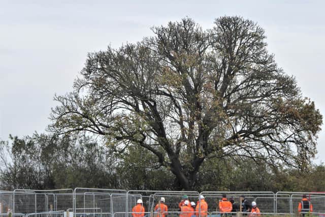 HS2 project workers gather around the ancient wild pear tree in South Cubbington Wood before the tree was felled. Photo courtesy of  Frances Wilmot.
