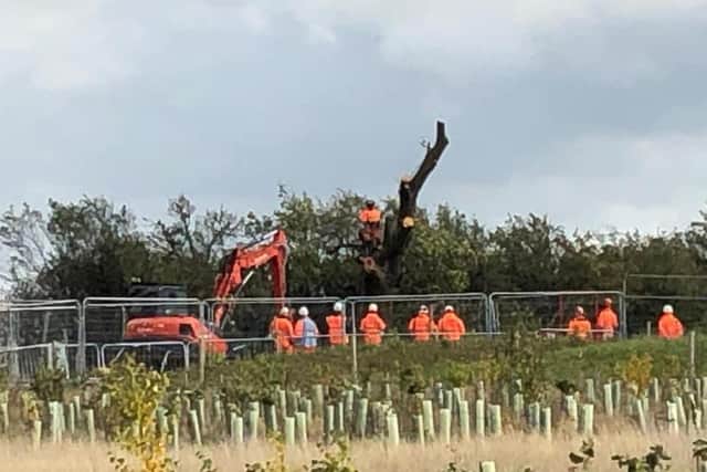 The Cubbington pear tree being felled today (October 20).Photo courtesy of Cubbington Stop HS2 campaigners.