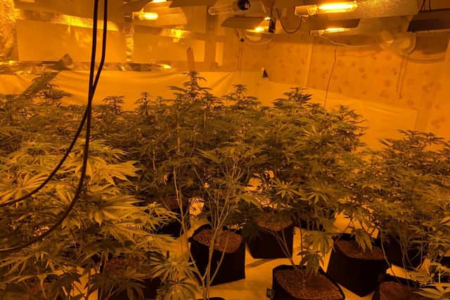 More than 200 plants were seized. Photo by Warwickshire Police