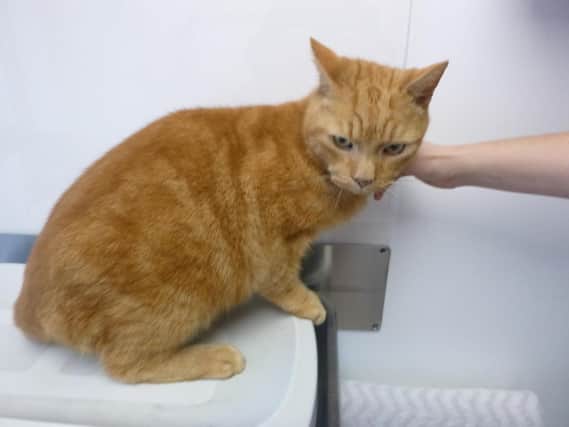 Tognetti's other cat, Oscar, has been rehomed.
