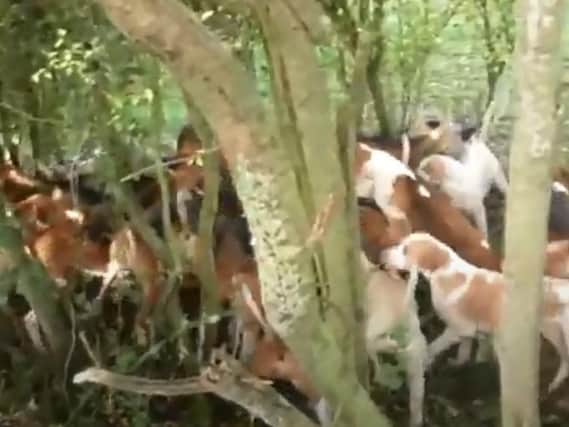 Hunt saboteurs have released a video which appears to show a fox being killed by hounds during a meet at Arlescote last Wednesday (October 28).