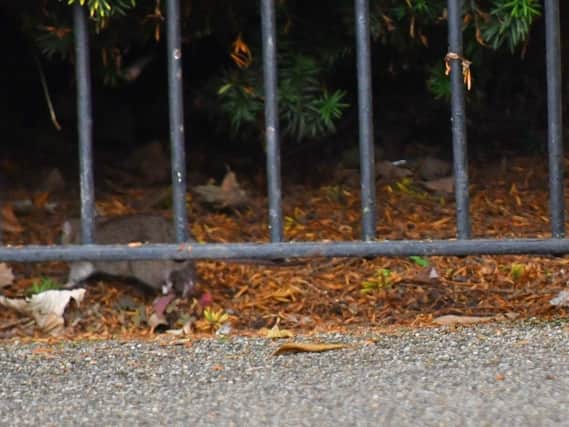 There has been an increase of rats in Leamington's Jephson Gardens.