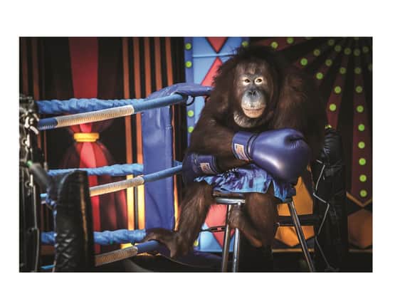 Aaron Gekoski's image of a boxing orangutan received a ‘Highly Commended’ award in the world’s most prestigious wildlife photography competitions - the Wildlife Photographer of the Year. It is also the image he has used on the front of his book, Aniomosity.