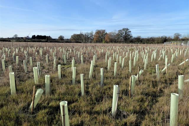 Many saplings planted in spring appear to have died. Photo by Frances Wilmot.