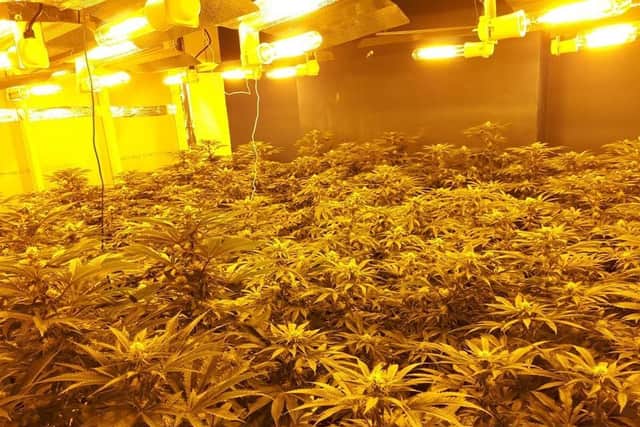 Hundreds of plants have been seized by police from a property in Leamington. Photo by Leamington Police