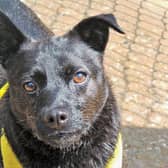 This time last year Patterdale Terrier, Monty, was getting ready to spend yet another Christmas at Dogs Trust Kenilworth, but 2020 was to be the year he found his forever home when Paul Bennett and Dianne Malsbury welcomed him into their life.