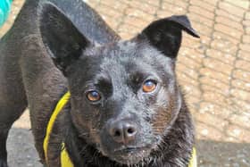 This time last year Patterdale Terrier, Monty, was getting ready to spend yet another Christmas at Dogs Trust Kenilworth, but 2020 was to be the year he found his forever home when Paul Bennett and Dianne Malsbury welcomed him into their life.