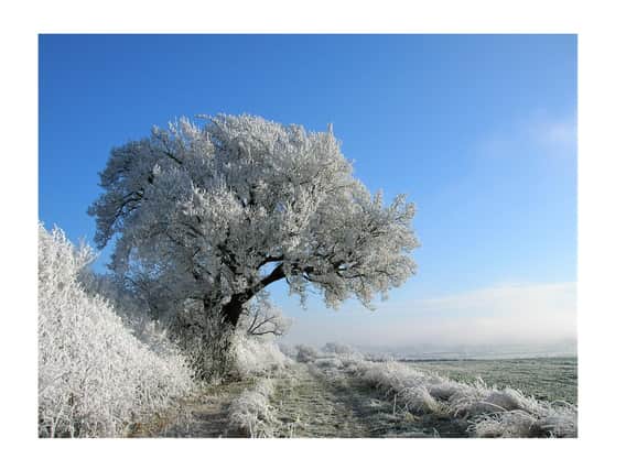 The frosty wild pear tree standing guard over the Leam Valley back in 2010 (photo by Frances Wilmot).