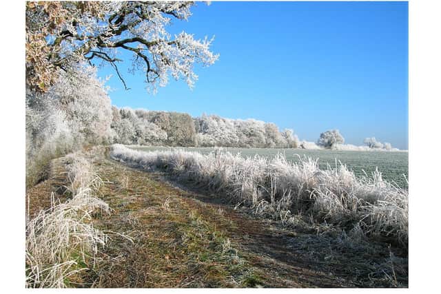 South Cubbington Wood ahead and the pear tree transformed in a sub-zero world.   (Photo by Francs Wilmot).