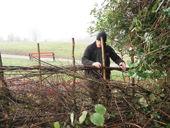 Hedge laying work taking place at Abbey Fields in Kenilworth.