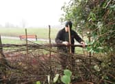 Hedge laying work taking place at Abbey Fields in Kenilworth.