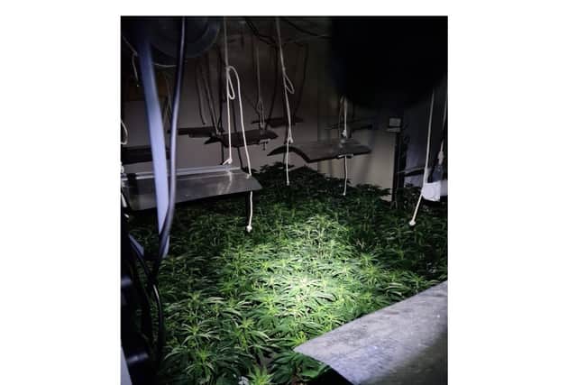 Police discovered more than 200 cannabis plants during a call out to Whitnash. Photo by Leamington Police