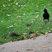 David Atkinson's photos of rats in Jephson Gardens.