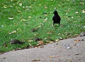 David Atkinson's photos of rats in Jephson Gardens.