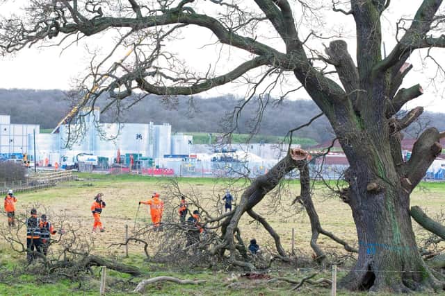 HS2 workers remove the branches from an ancient oak tree. Photo by Dave Hastings, dhphoto.