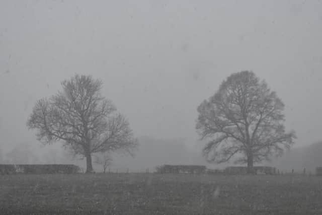 We also took a picture of some snow falling from the sky.