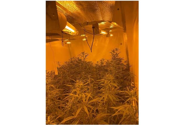 Police found about 200 cannabis plants after a drugs raid in Leamington.