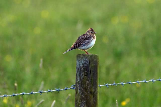 Skylark. Photo supplied by Warwick District Council