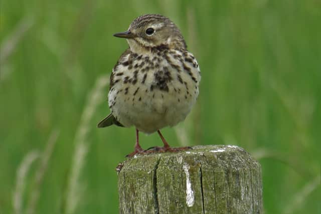 Meadow Pipit. Photo supplied by Warwick District Council