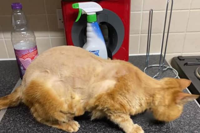 Monty the cat returned home with nearly all its fur shaved off its body.