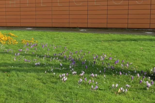 The Crocus outside Hill Close Gardens. Photo supplied