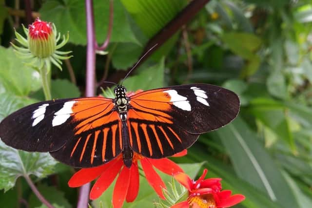 Stratford Butterfly farm. Photo supplied