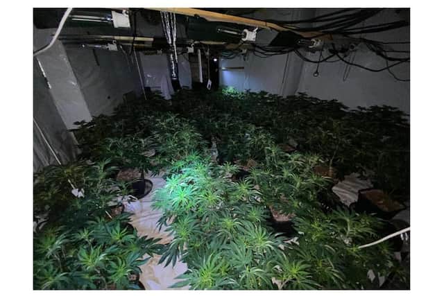 Officers executed a warrant at an address in Clemens Street and found of 529 plants inside - and the electricity meter had been bypassed.