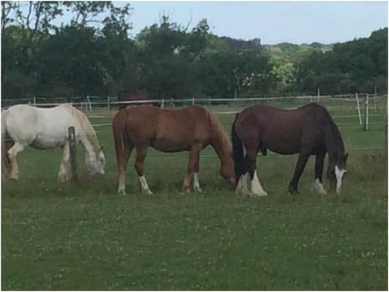 A horse owner who stables her horses near Leamington is urging walkers to respect livestock. Photo submitted