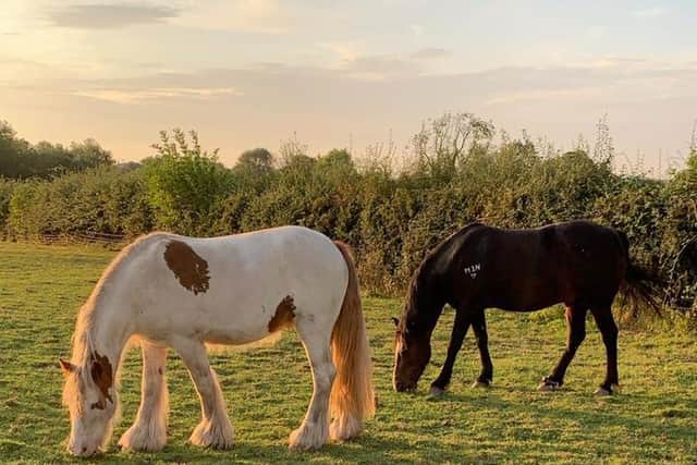 A horse owner who stables her horses near Leamington is urging walkers to respect livestock. Photo submitted