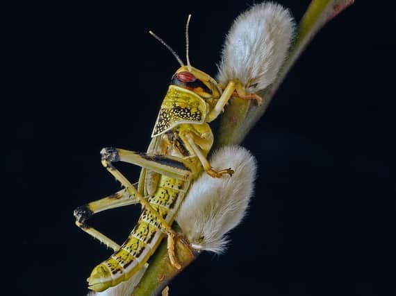 ‘Desert Locust’ by Hugh Matthews