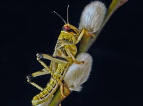 ‘Desert Locust’ by Hugh Matthews