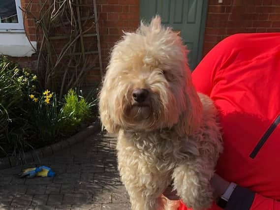 Ted the cockapoo.