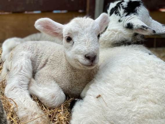 A baby lamb at Hatton Adventure World. Photo supplied