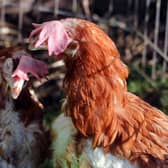 300 hens are in need of new homes. Photo supplied by the British Hen Welfare Trust