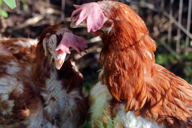 300 hens are in need of new homes. Photo supplied by the British Hen Welfare Trust