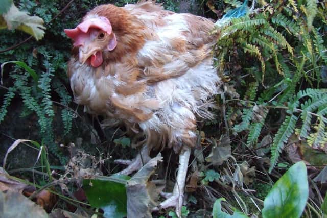 300 hens are in need of new homes. Photo supplied by the British Hen Welfare Trust