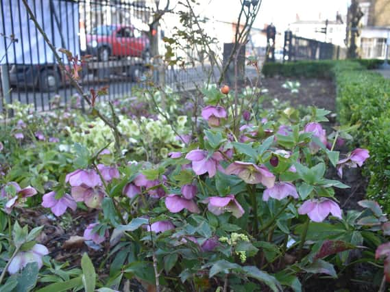 The hellebores have been left as they serve as a food source for insects.