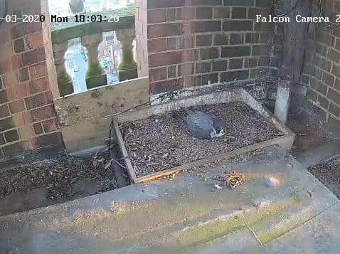 Photo by Leamington Spa Peregrines on Twitter @LeamPeregrines