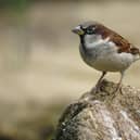 A male house sparrow. Photo: Ray Kennedy, rspb-images.com