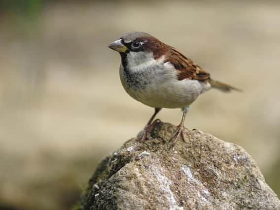 A male house sparrow. Photo: Ray Kennedy, rspb-images.com