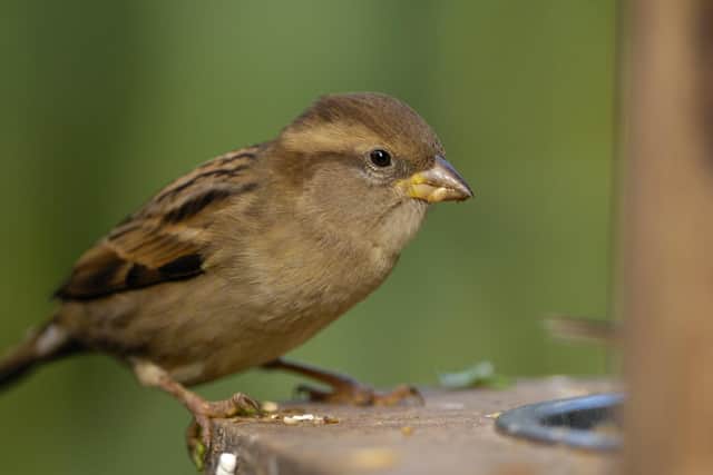 A female house sparrow. Photo: Ray Kennedy, rspb-images.com