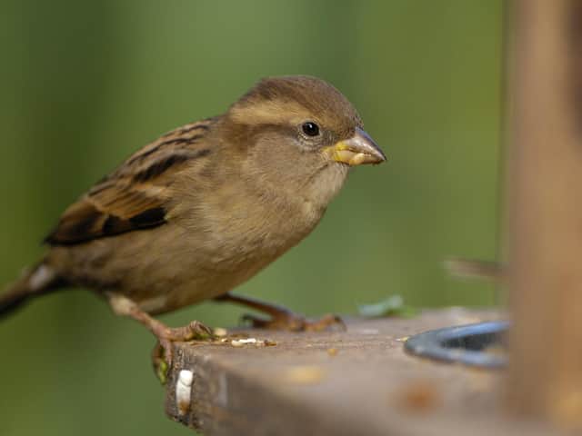 A female house sparrow. Photo: Ray Kennedy, rspb-images.com