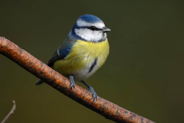 Blue tit. Photo: Ray Kennedy, rspb-images.com