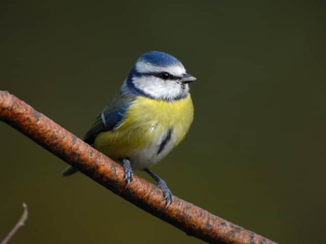 Blue tit. Photo: Ray Kennedy, rspb-images.com