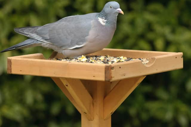 Woodpigeon. Photo: Chris Gomersall, rspb-images.com