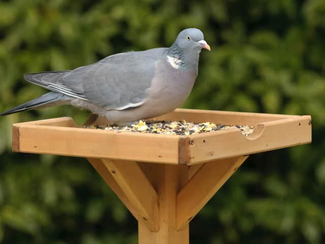 Woodpigeon. Photo: Chris Gomersall, rspb-images.com